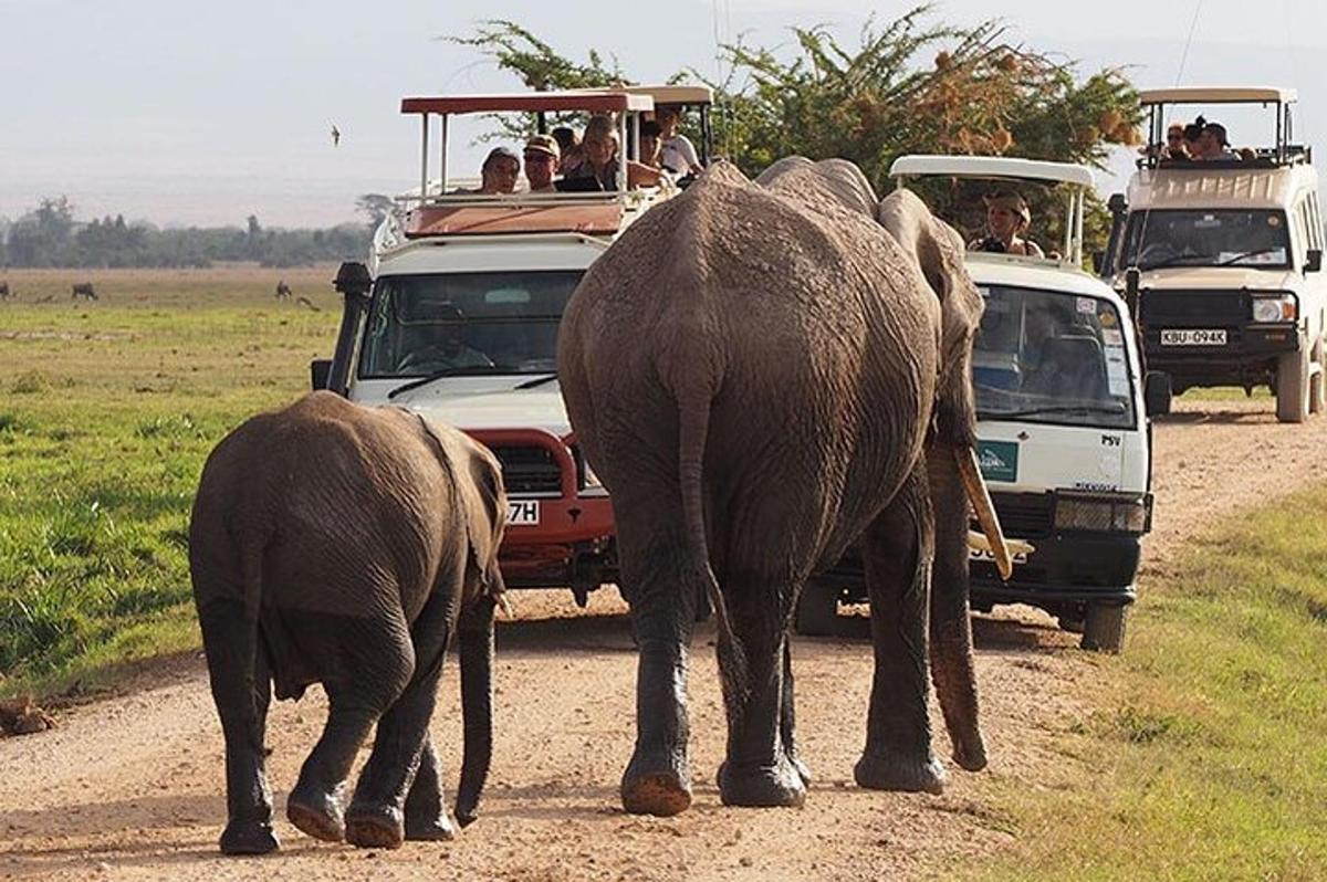 Un grupo de elefantes caminando por un camino de tierra