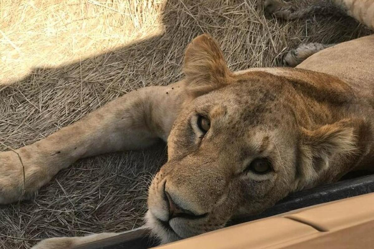 a lion laying on the ground in hay