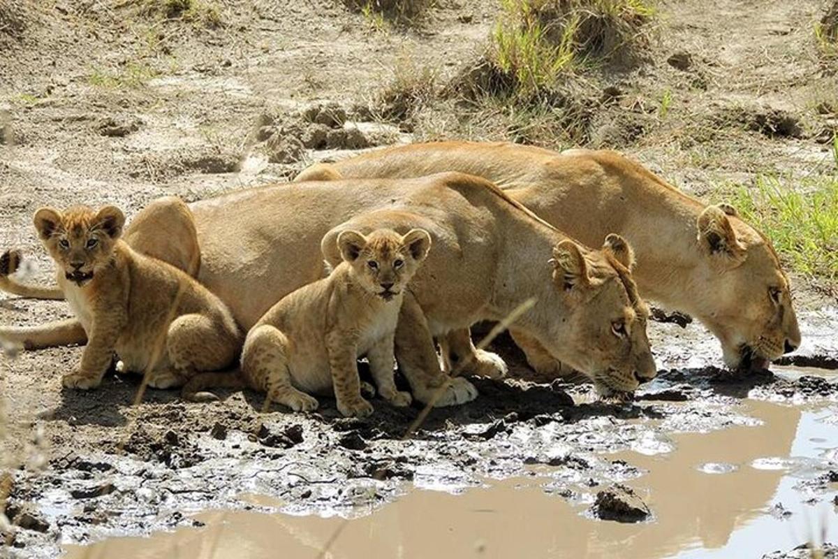 a couple of baby lions laying in the mud
