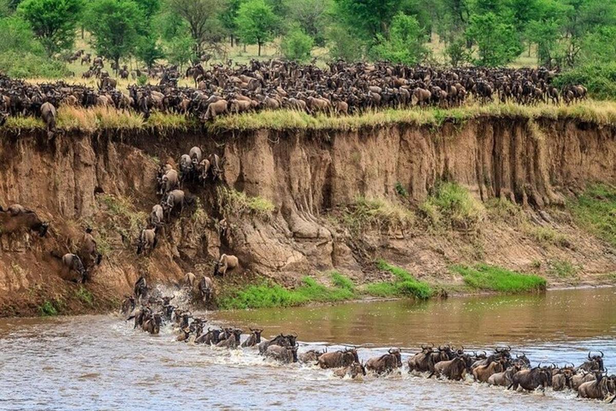 a large herd of animals crossing a river