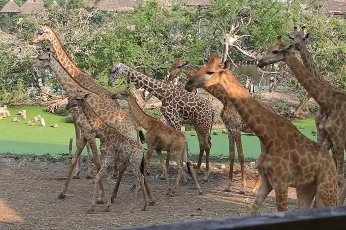 un gruppo di giraffe in piedi una accanto all'altra