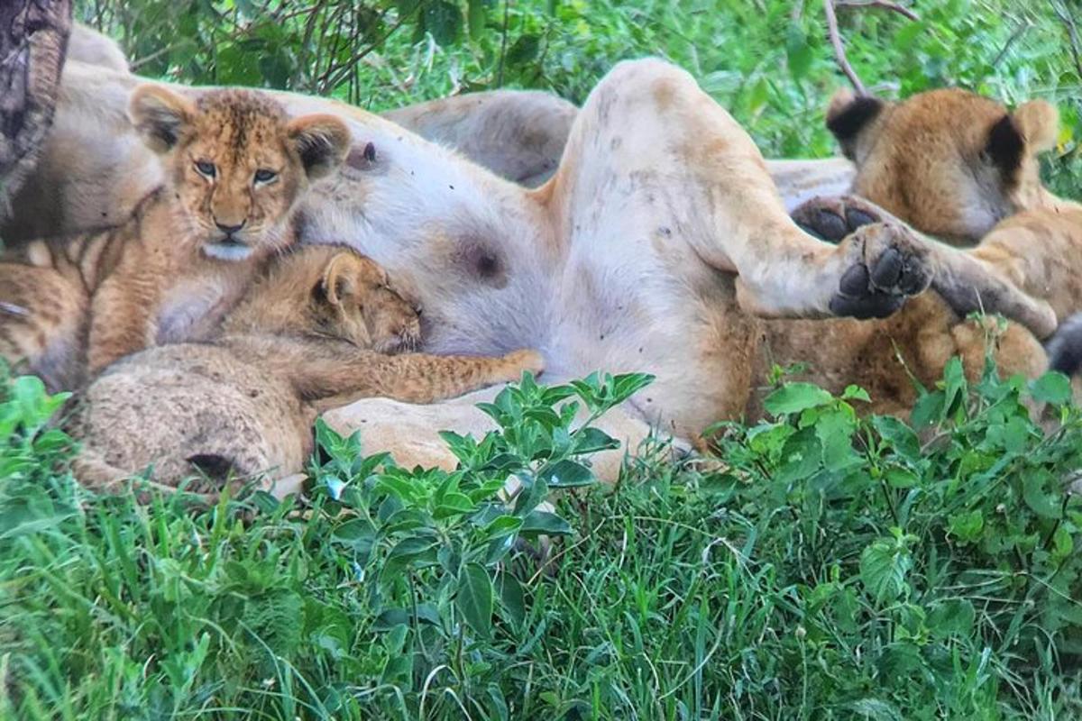 un gruppo di leoni sdraiati sull'erba