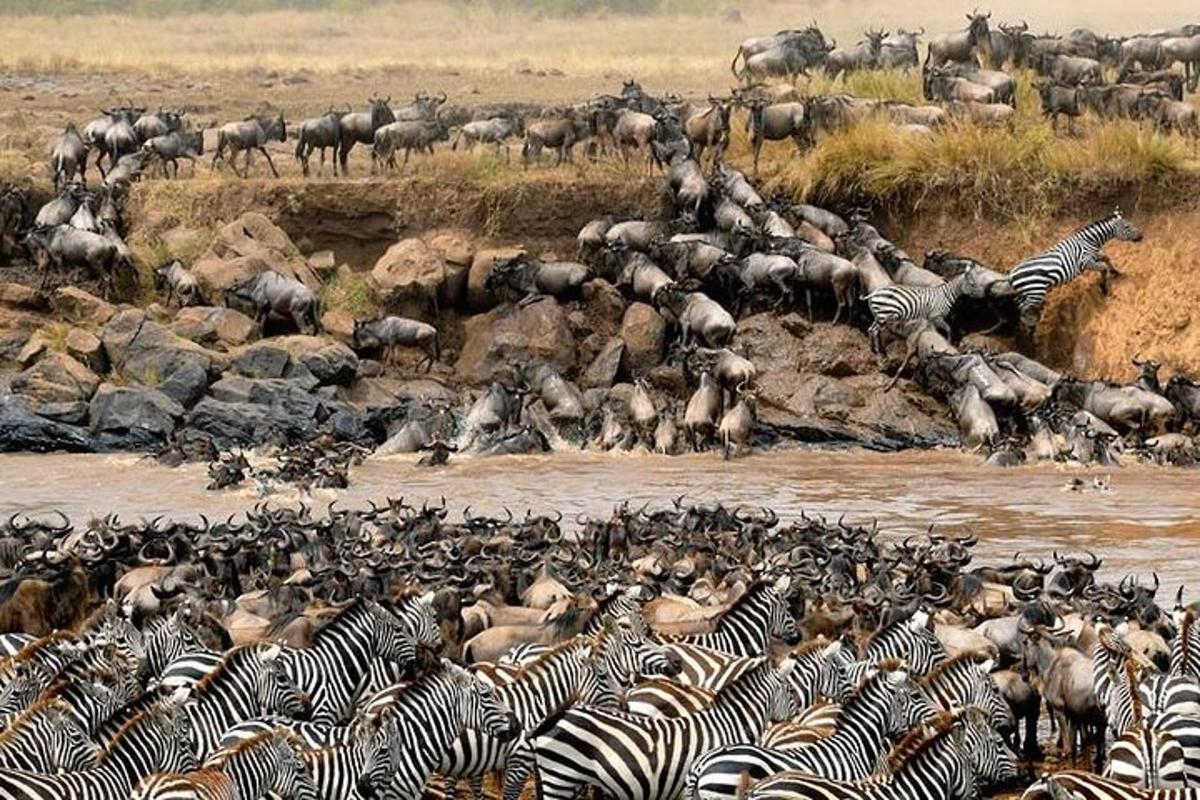 una mandria di zebre e altri animali che attraversano un fiume