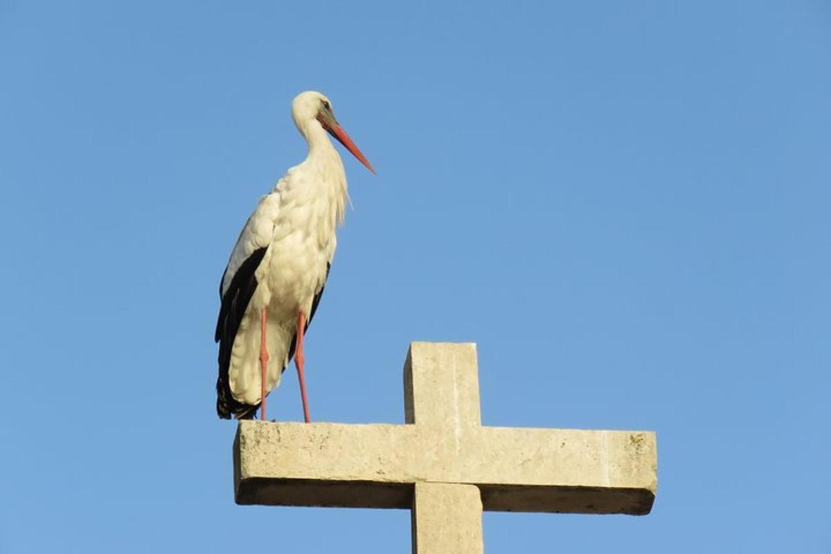 seekor burung hinggap di atas salib