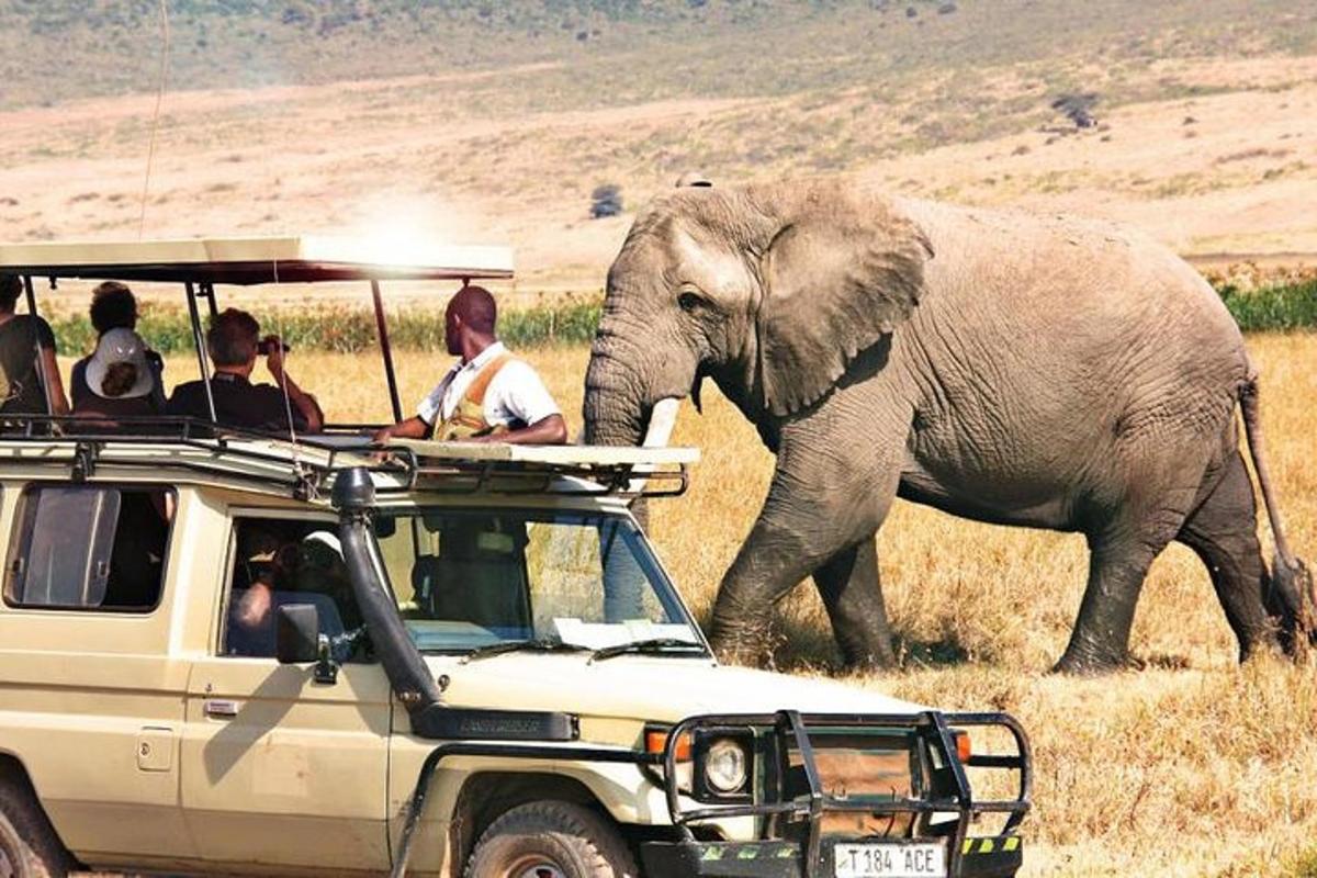 sekelompok orang di dalam kendaraan sedang menonton seekor gajah
