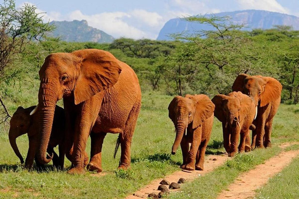 sekumpulan gajah berjalan di jalan tanah
