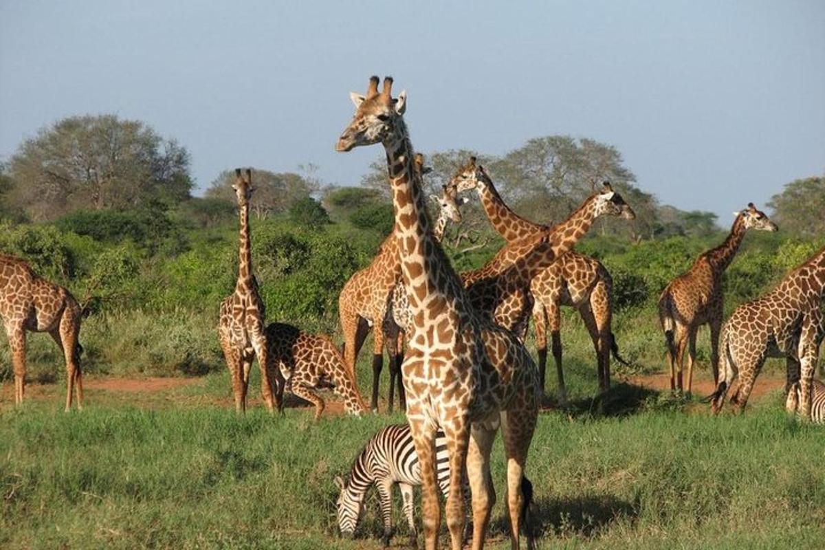 una mandria di giraffe e una zebra in un campo
