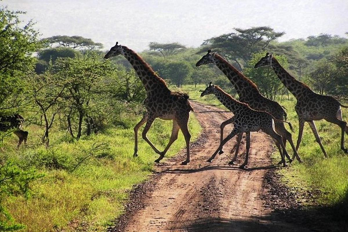 un gruppo di giraffe che attraversano una strada sterrata