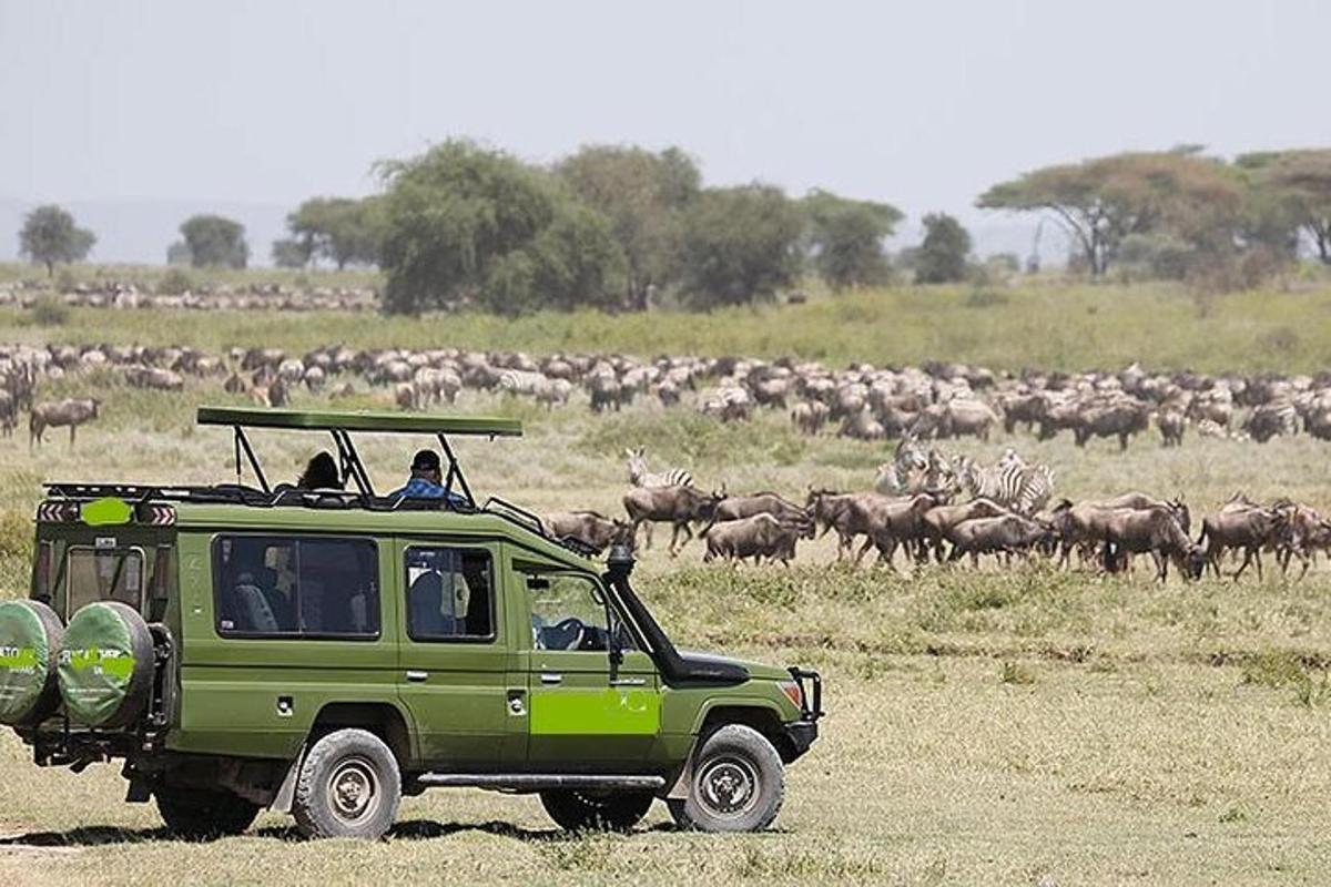 una jeep verde che guida davanti a una mandria di animali