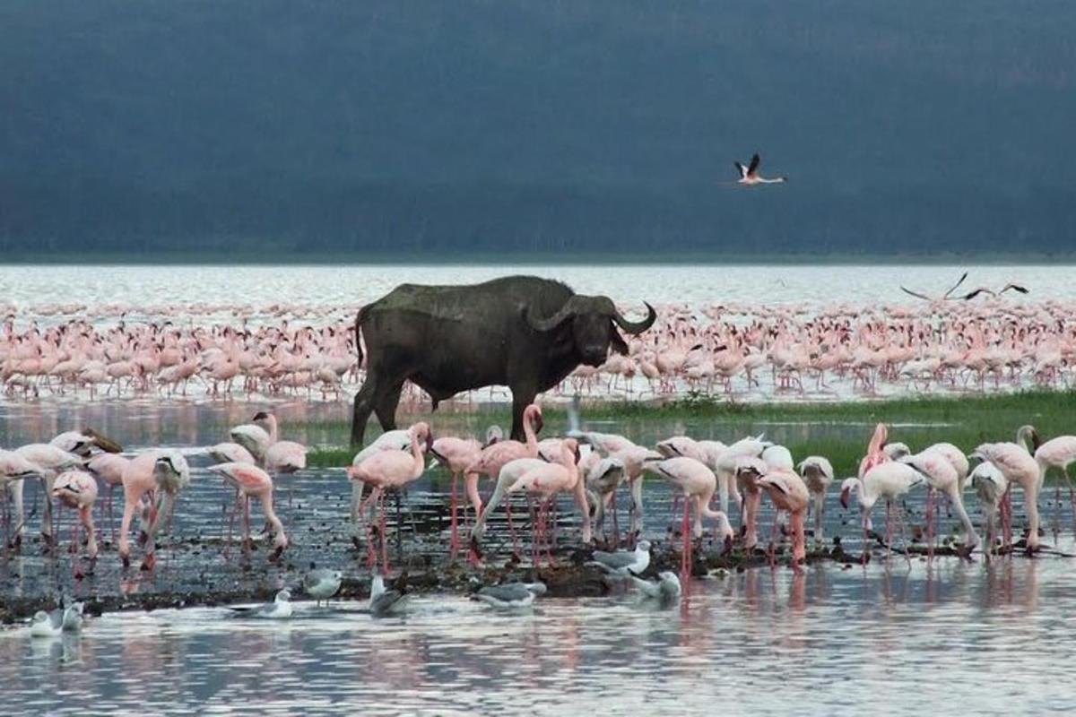 norsu seisoo vedessä flamingojen parven kanssa