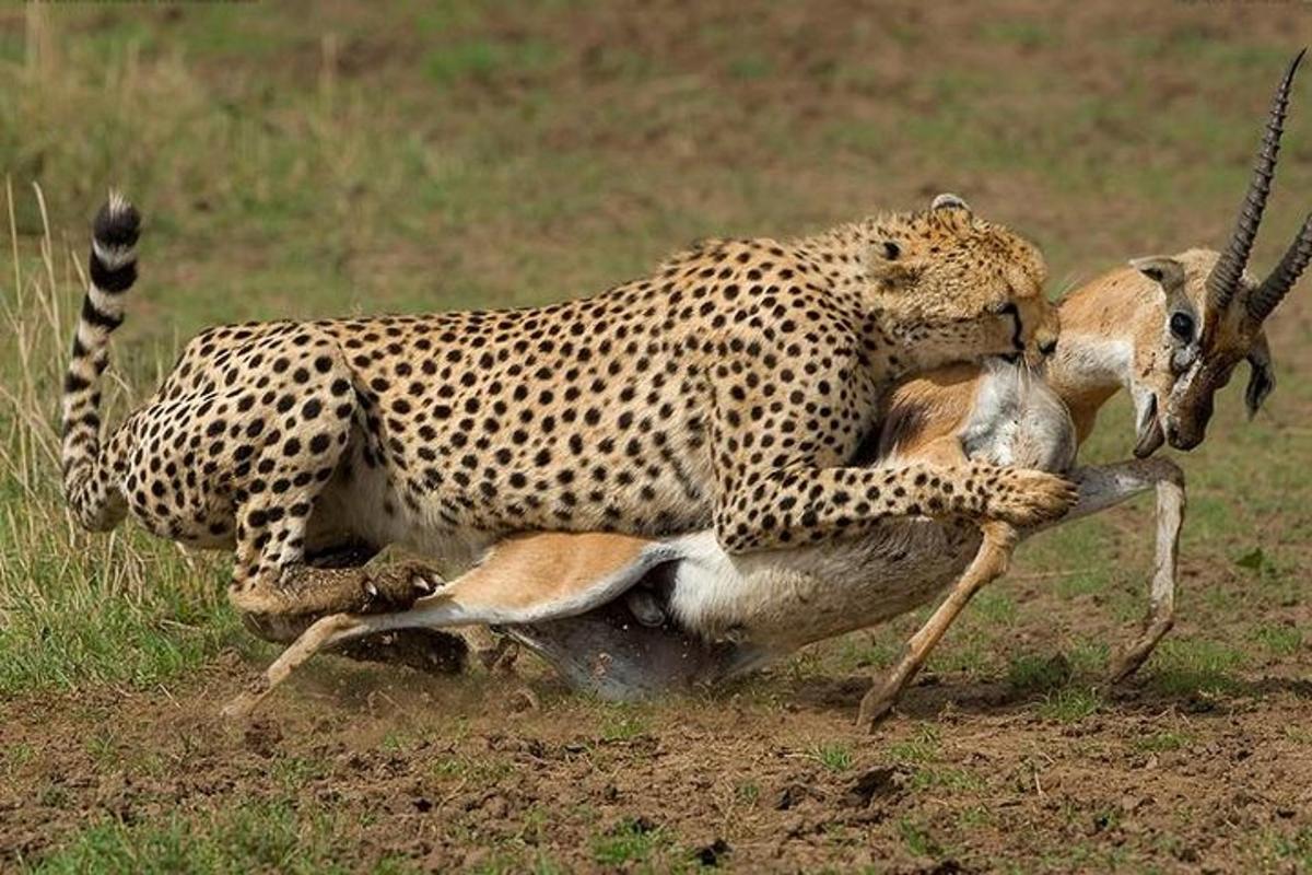 gepard mängib põllul gaselliga