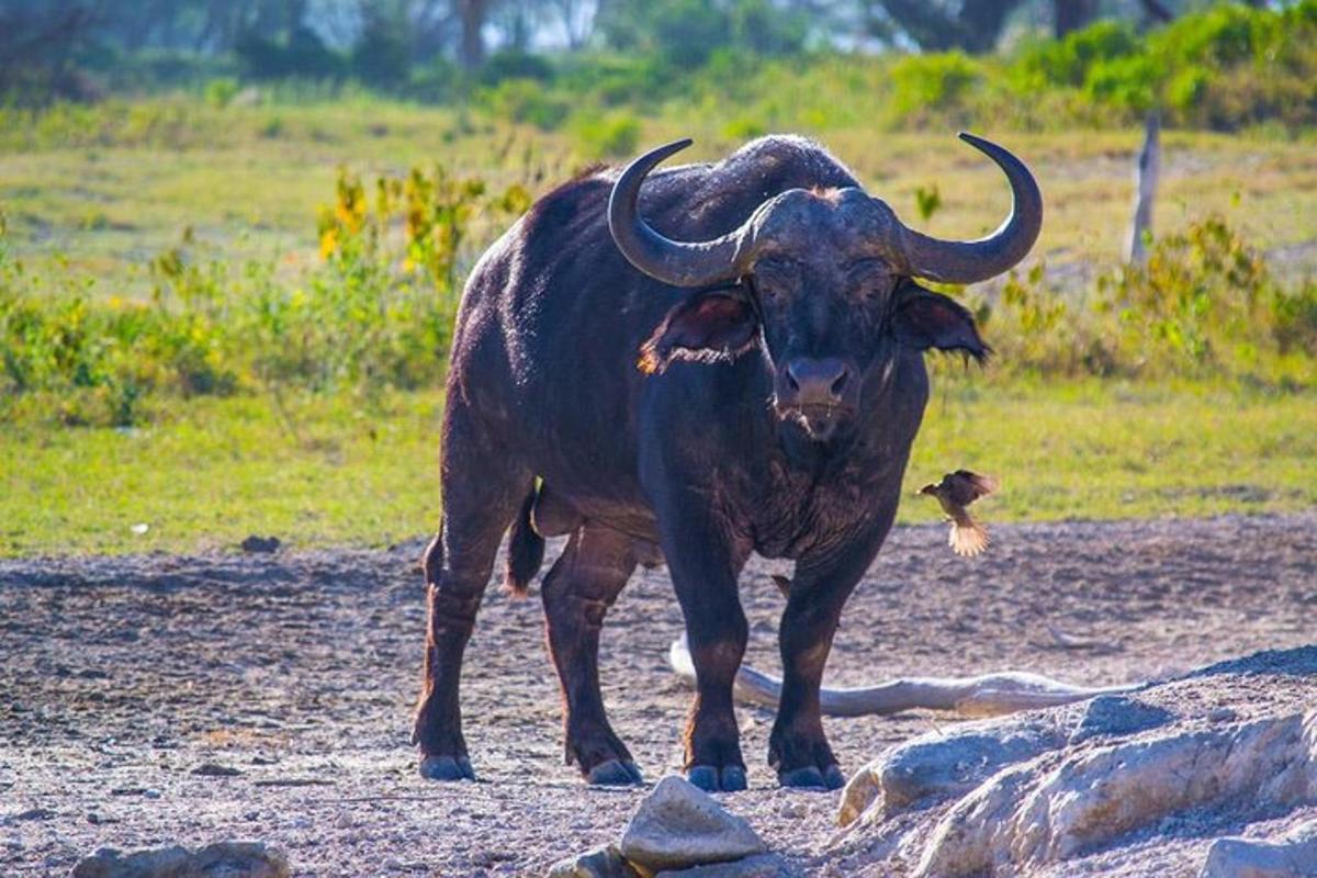seekor banteng bertanduk berdiri di tanah dengan seekor burung