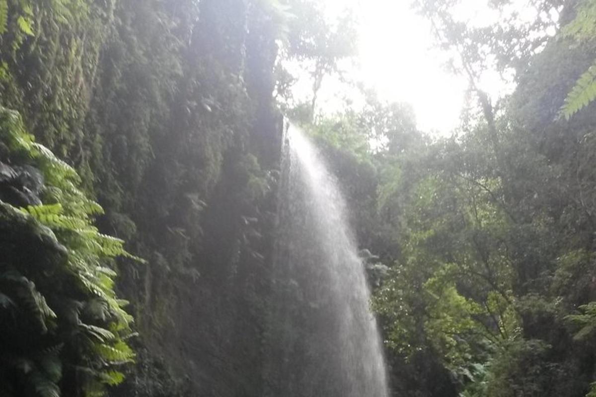 a waterfall in the middle of a forest