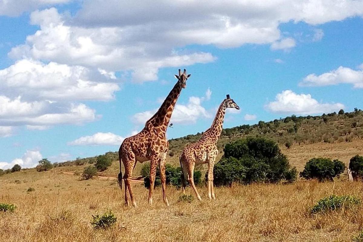 duas girafas em pé em um campo de grama