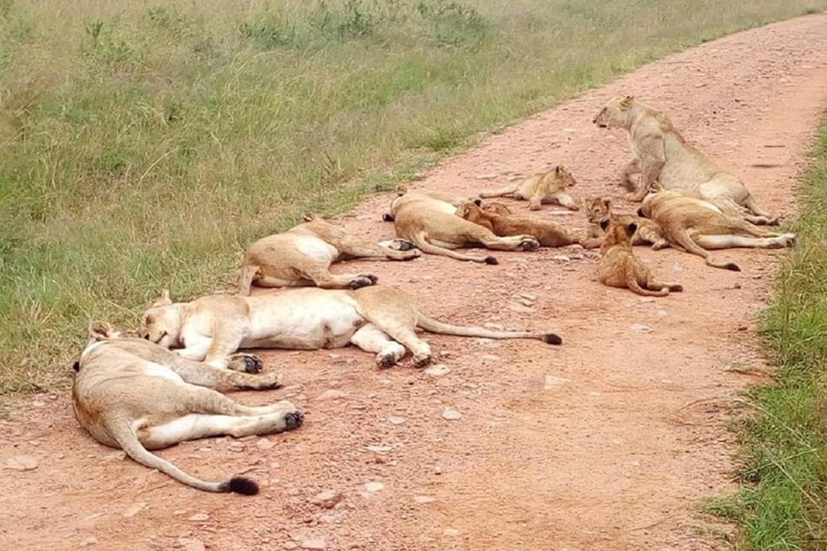 Un grupo de leones tumbados en un camino de tierra.