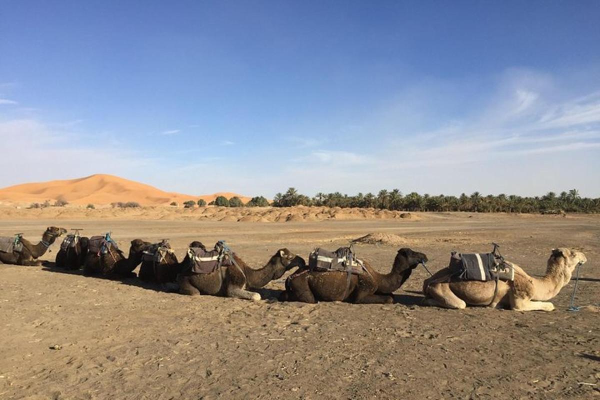 un gruppo di cammelli seduti nel deserto