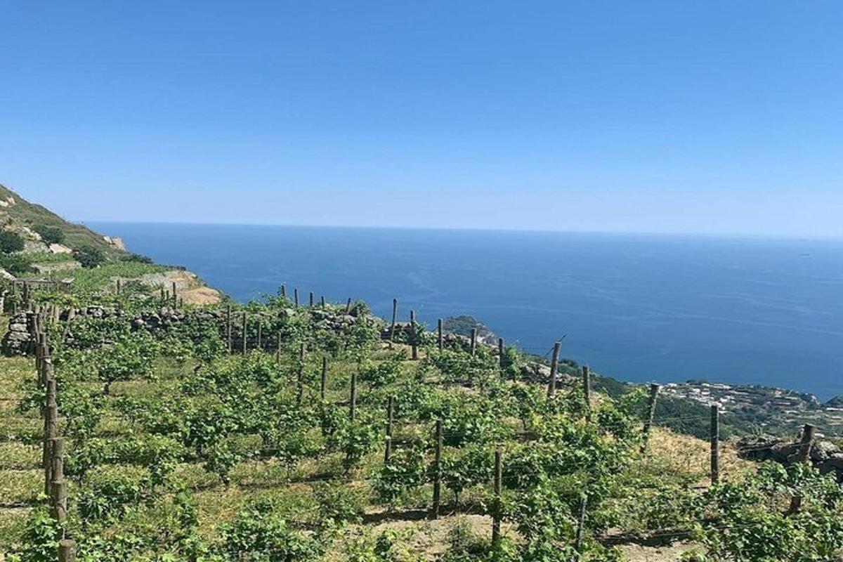 лозе на хълм с океана на заден план