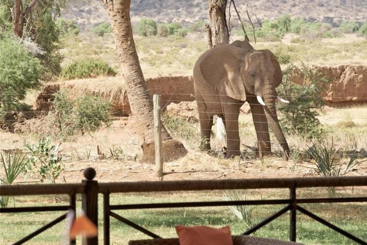 un elefant stând lângă un copac, lângă un gard