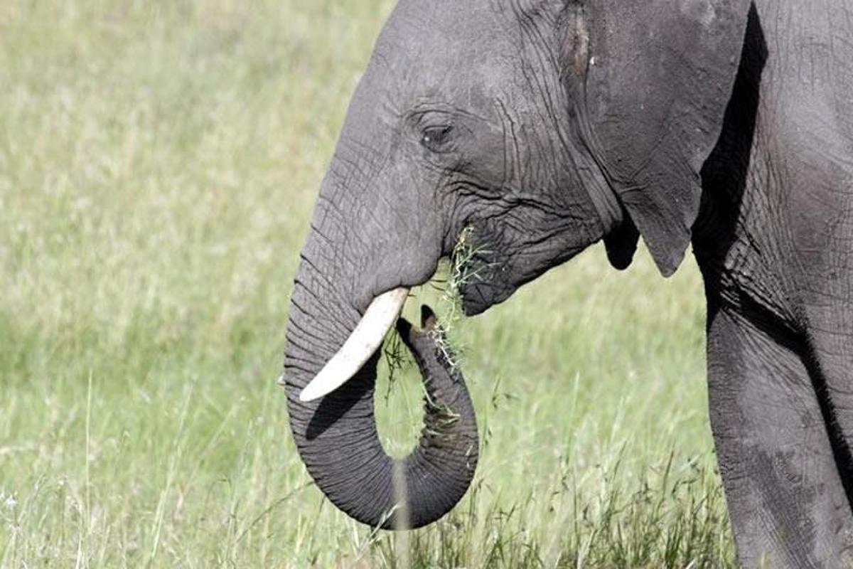 un elefante mangia l'erba con la proboscide