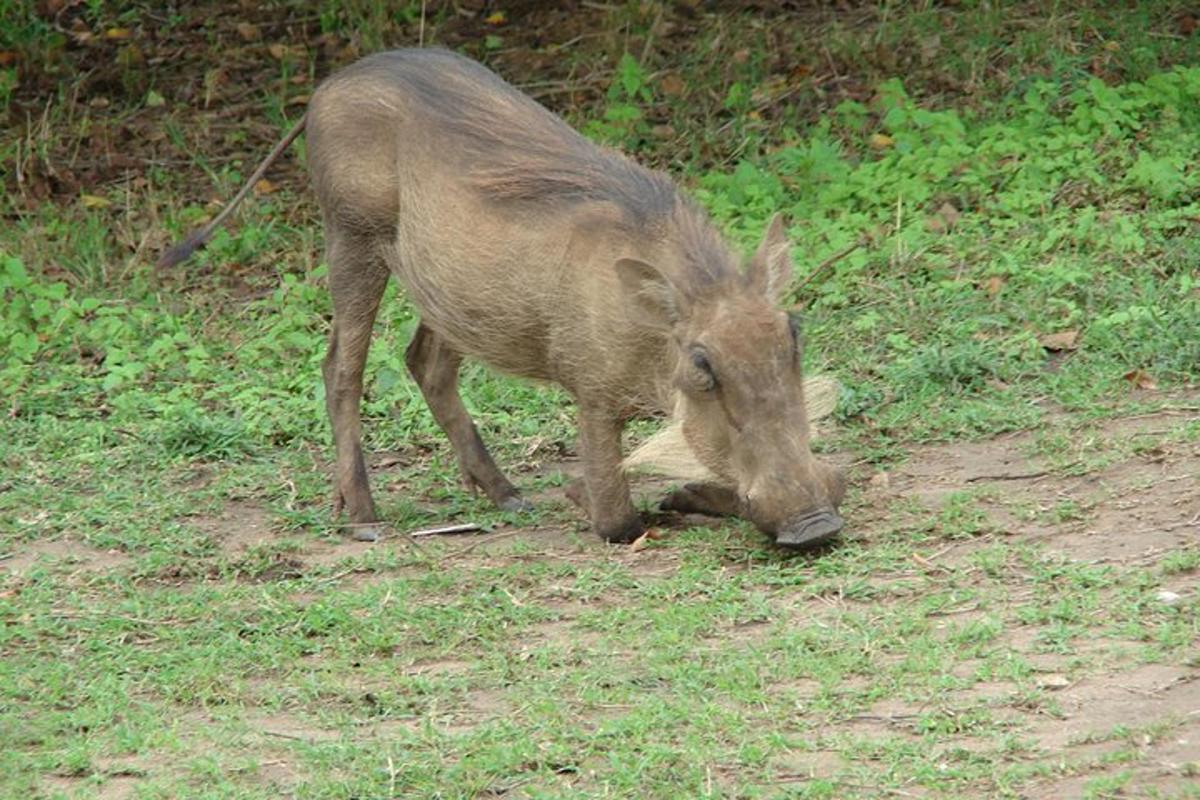 una gazzella che pascola sull'erba in un campo