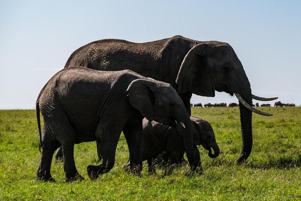 dois elefantes adultos e um elefante bebê em pé em um campo
