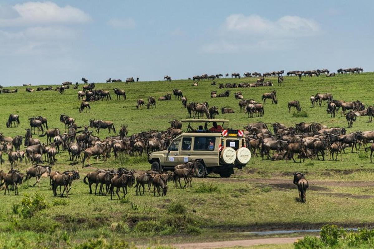 um jipe com um rebanho de animais em um campo