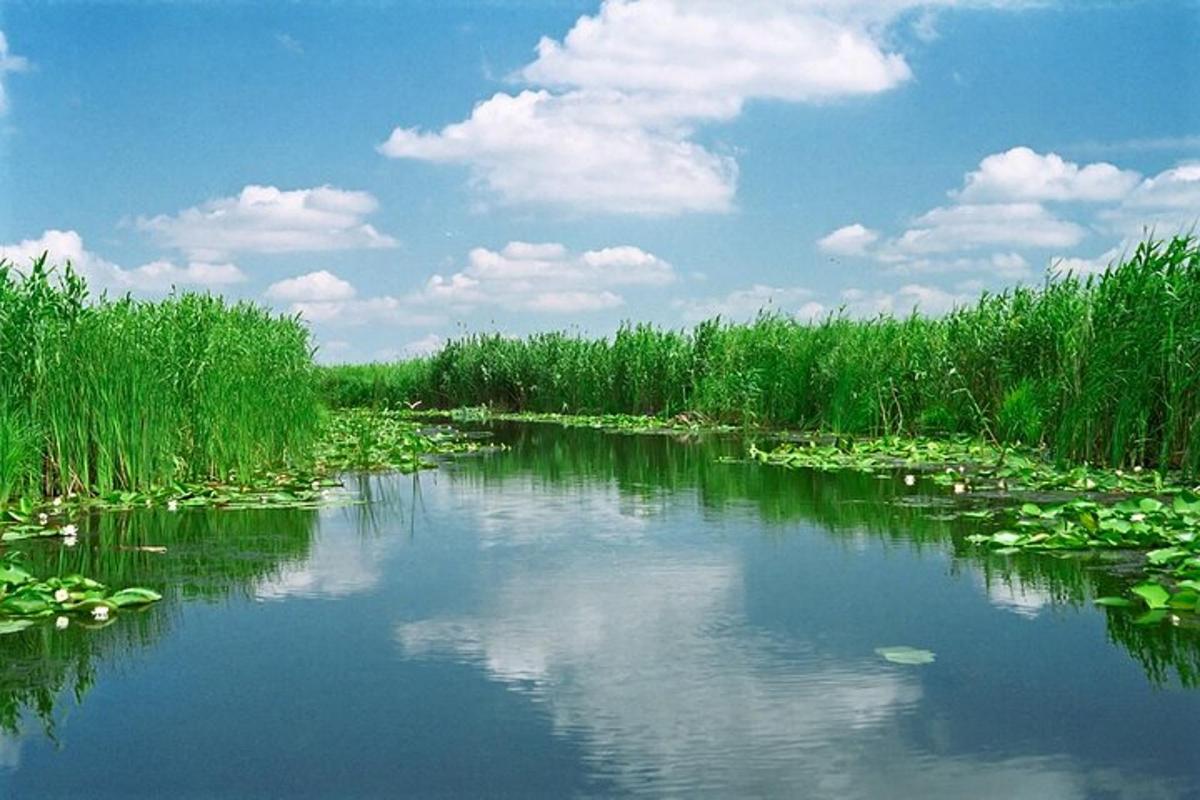 isang ilog na may mga lily pad sa gitna ng isang bukid