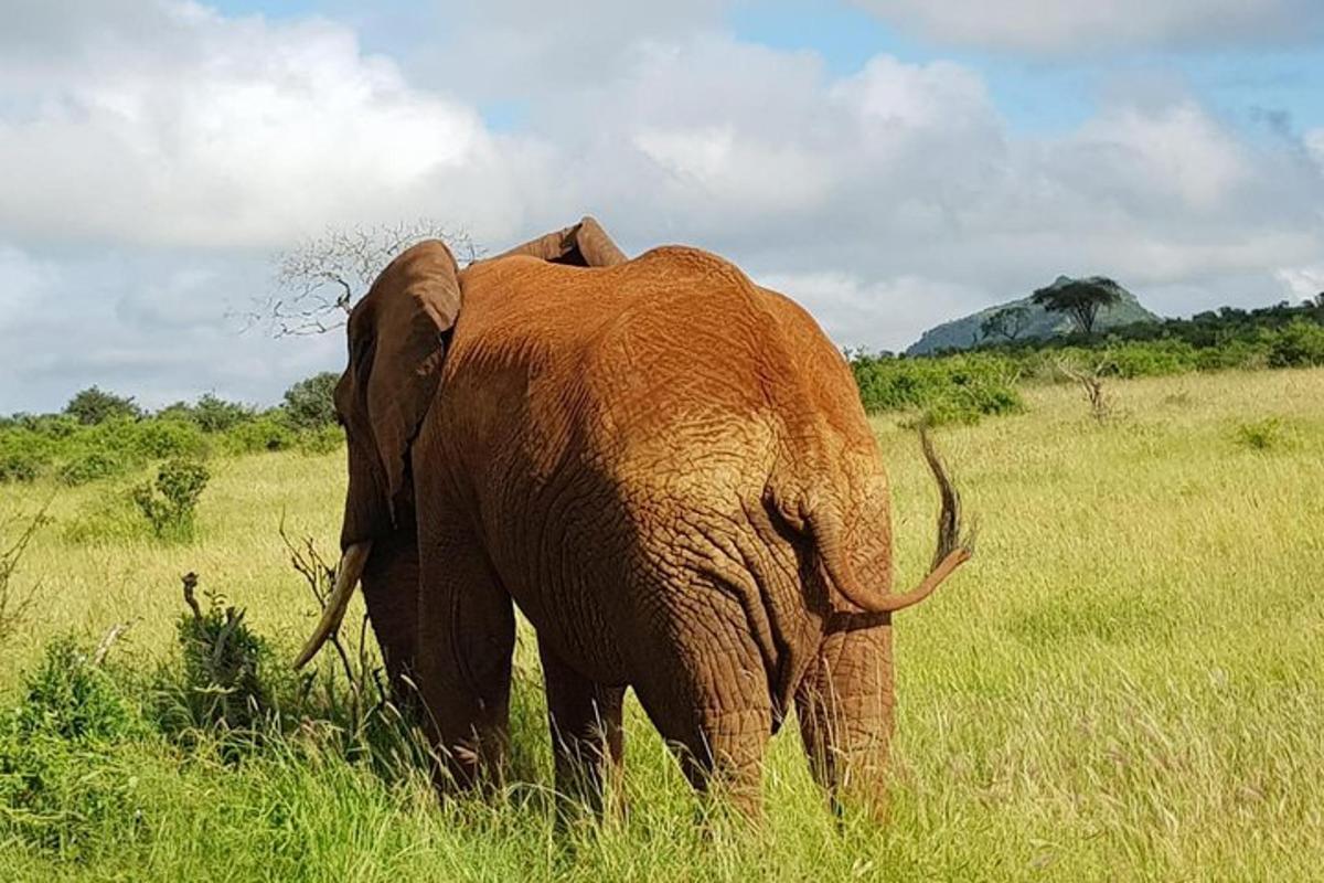 un elefant dempeus en un camp d'herba alta