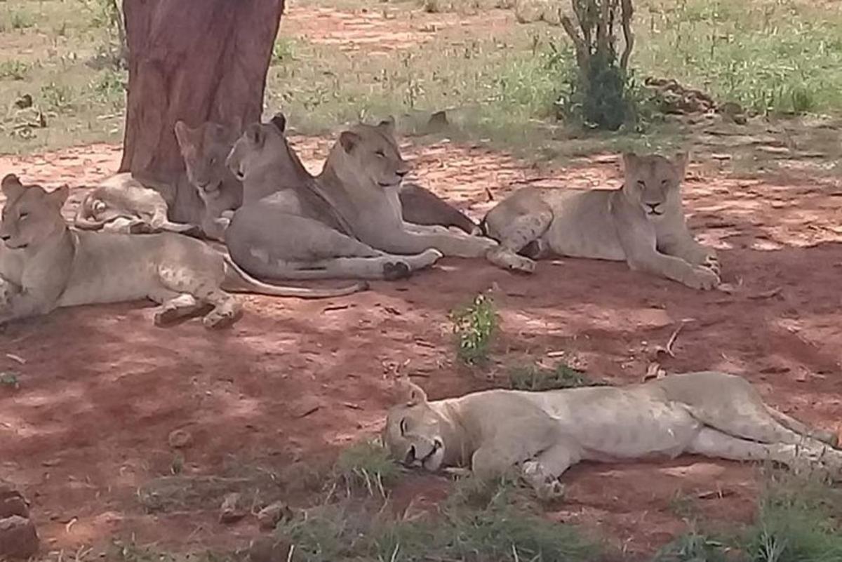 Un grupo de leones tumbados en el suelo bajo un árbol.
