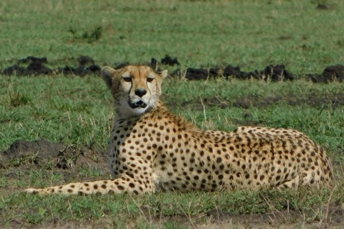 un guepard estirat a l'herba en un camp