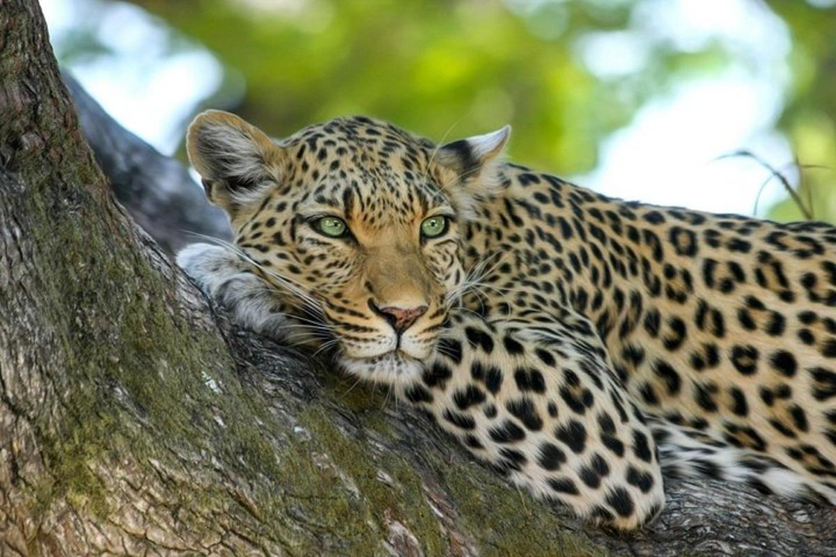 ein Leopard, der auf der Seite eines Baumes liegt