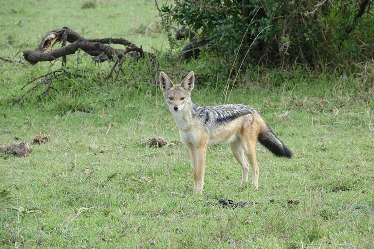 um coiote parado em um campo de grama