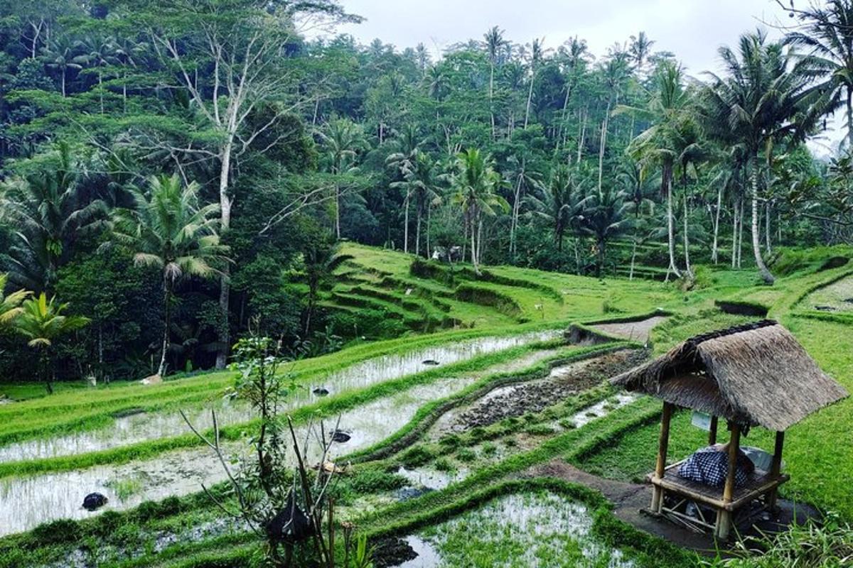 un pueblo en medio de un campo de arroz