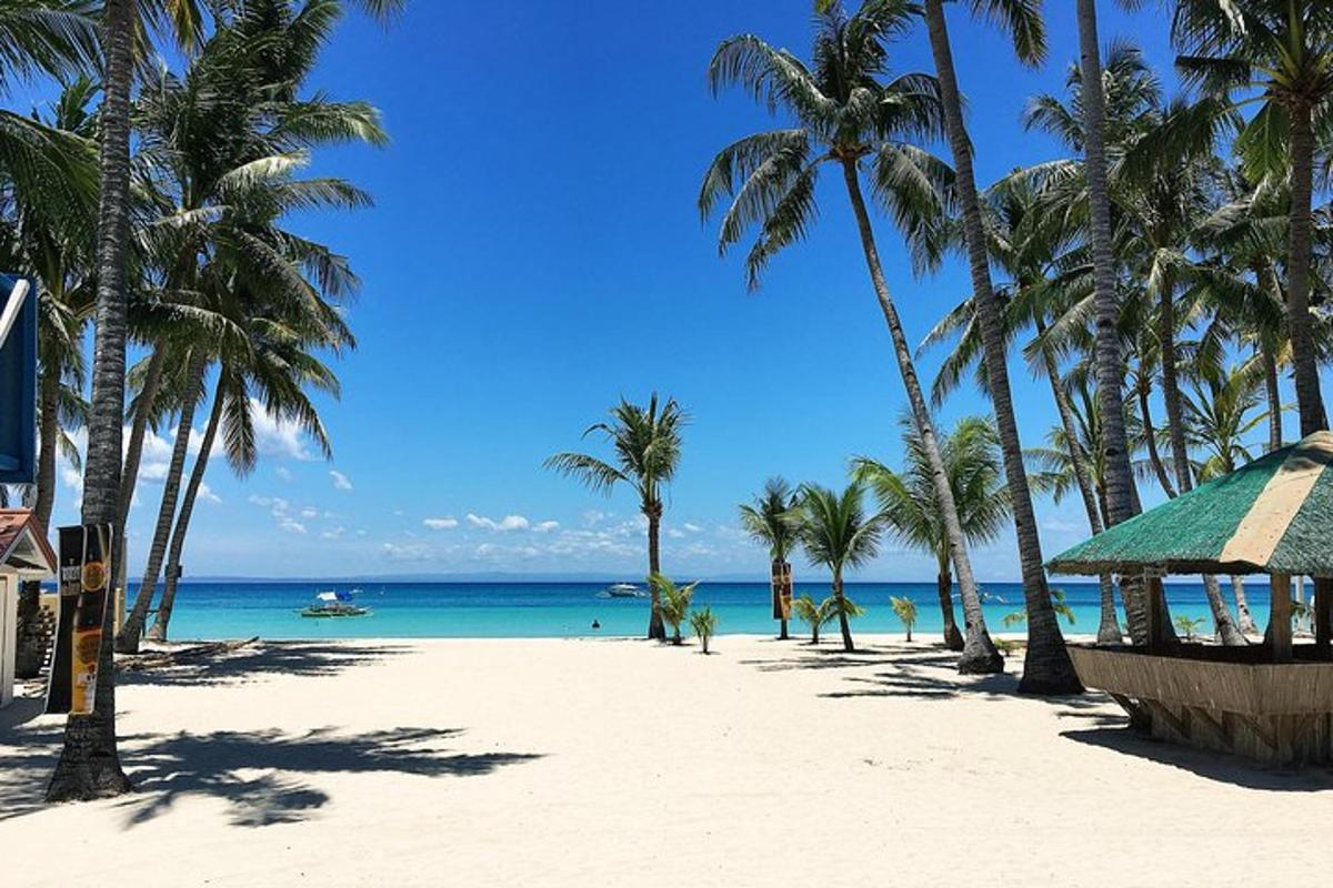 una spiaggia con palme e l'oceano