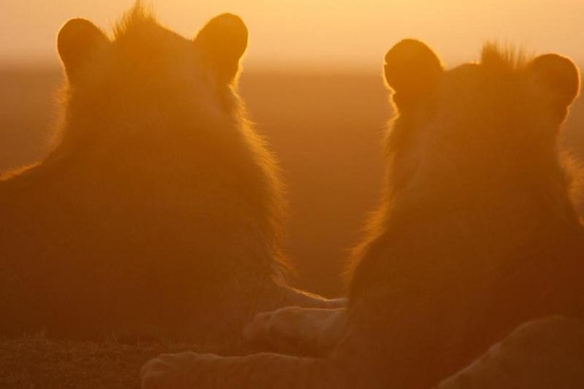 zwei Katzen sitzen vor dem Sonnenuntergang
