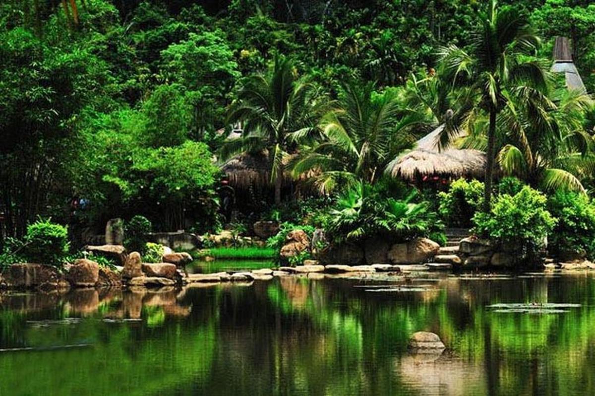 a body of water with palm trees and a forest
