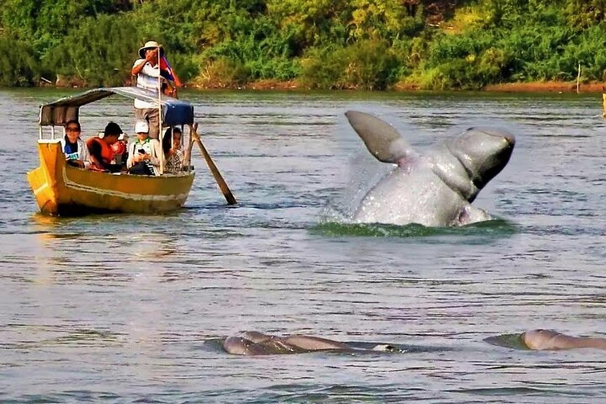 делфин е във водата до лодка