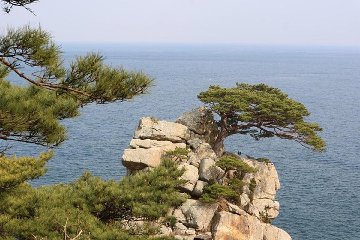 дрво на врху литице близу воде