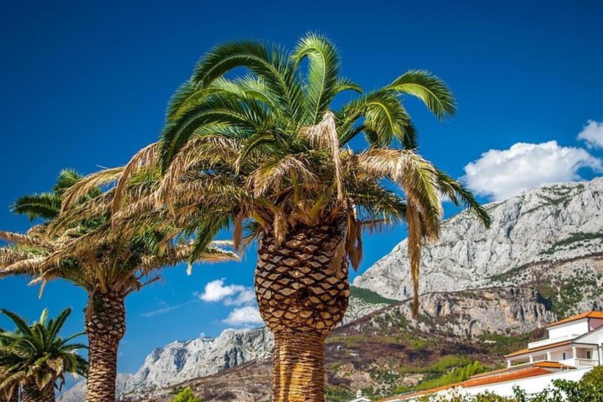 dua pokok palma dengan latar belakang gunung