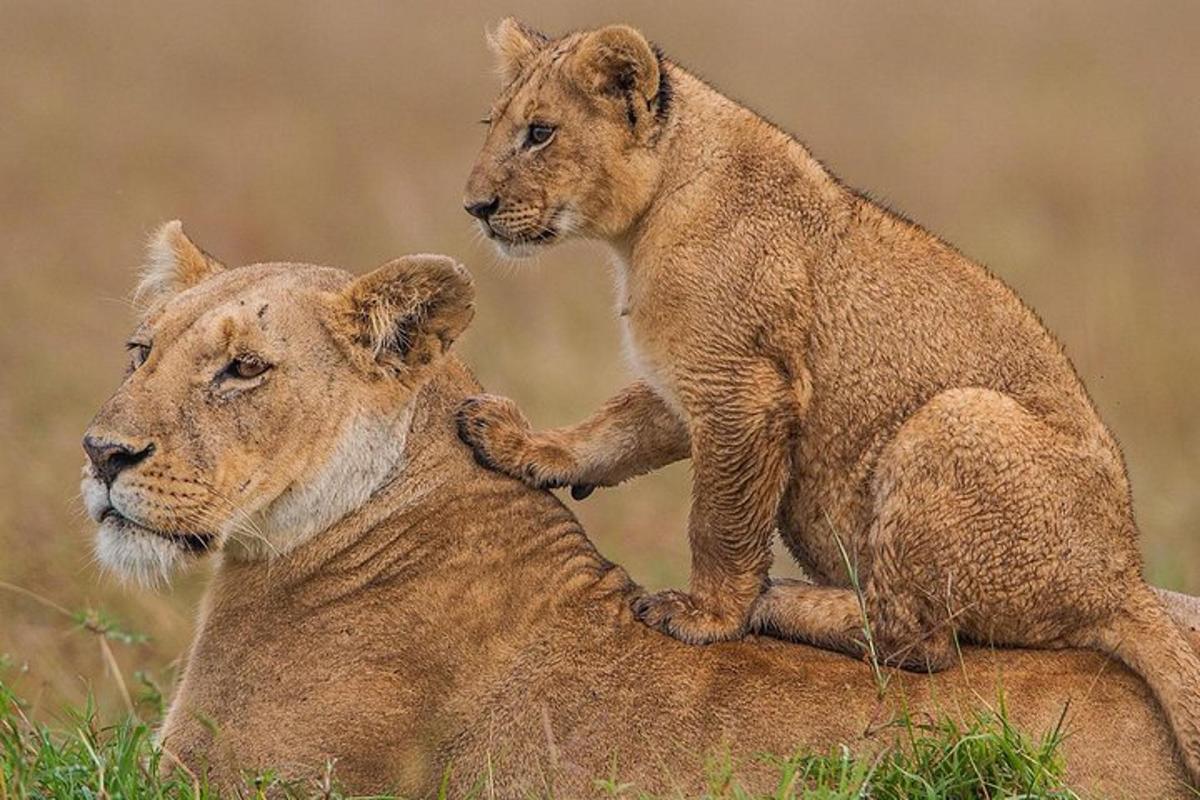 due cuccioli di leone seduti in cima a una roccia