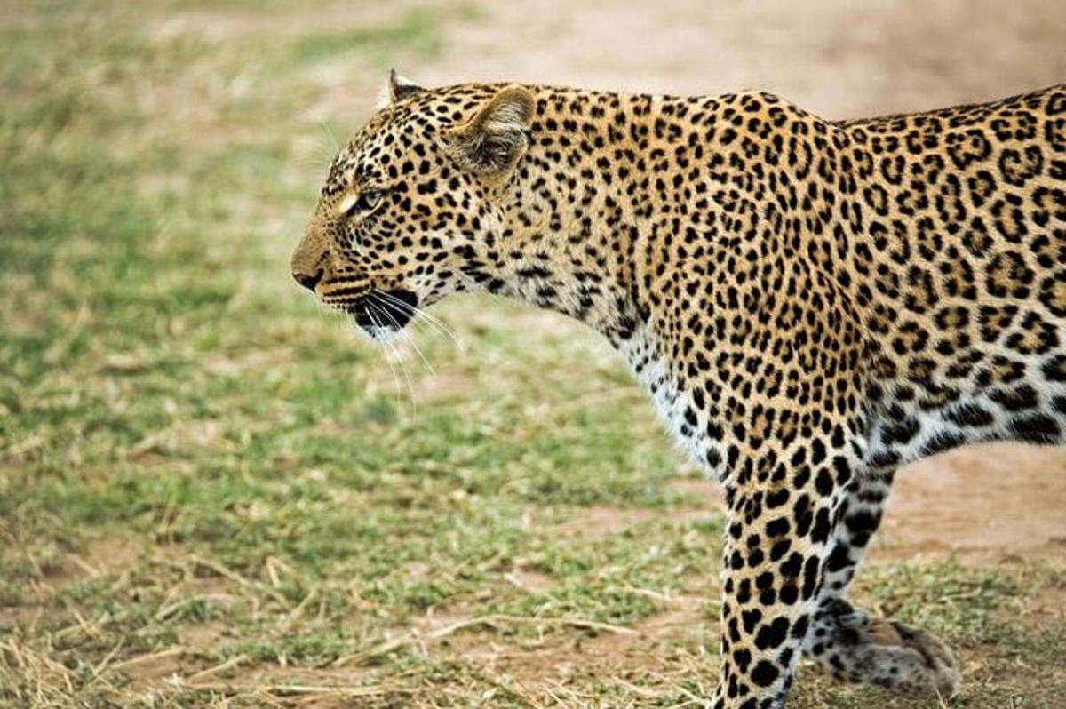 leopard stojící v travnatém poli