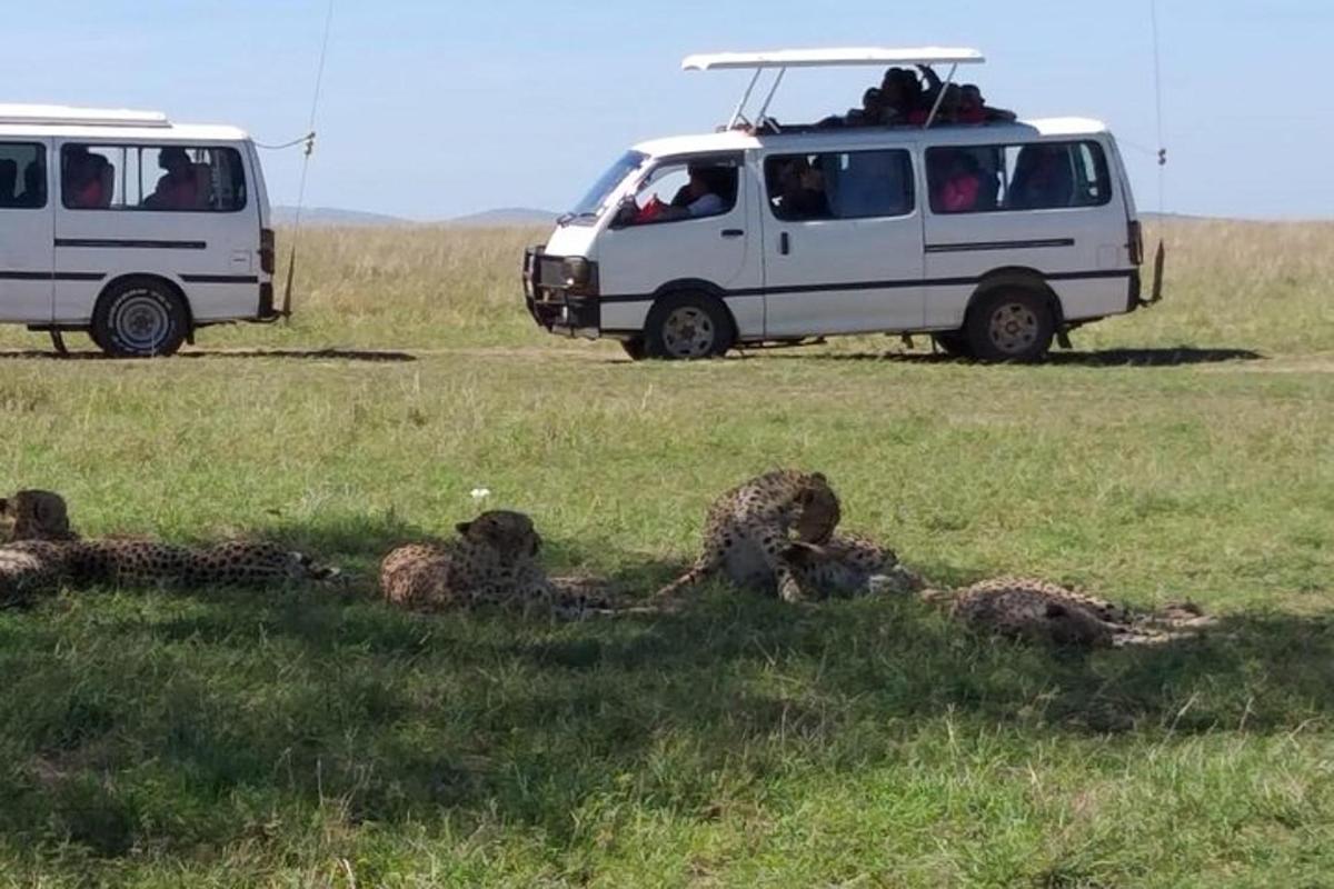 動物がいる野原に駐車された2台の白い車