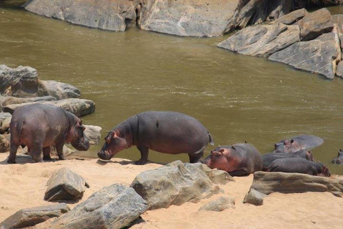 a group of hippos standing on the sand near the water