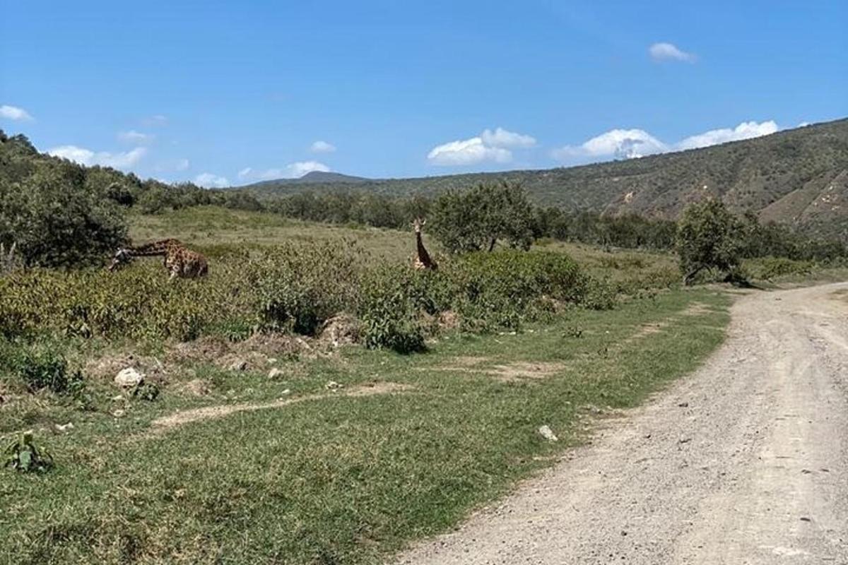 două girafe pe un câmp lângă un drum de pământ