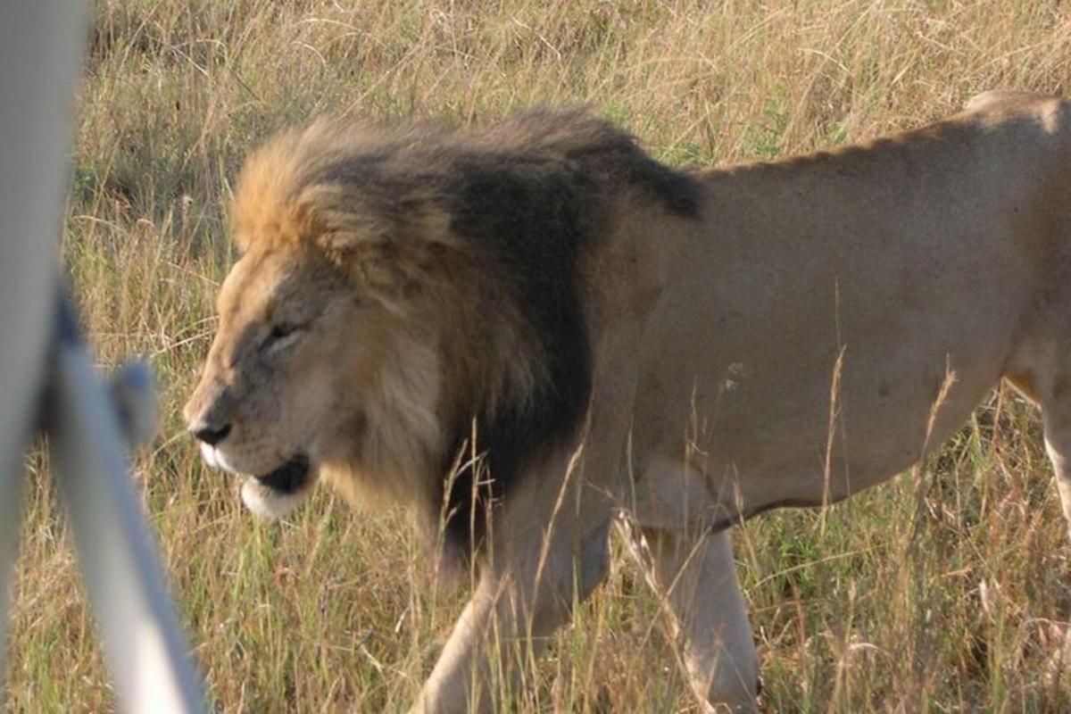 un león caminando por un campo de hierba alta