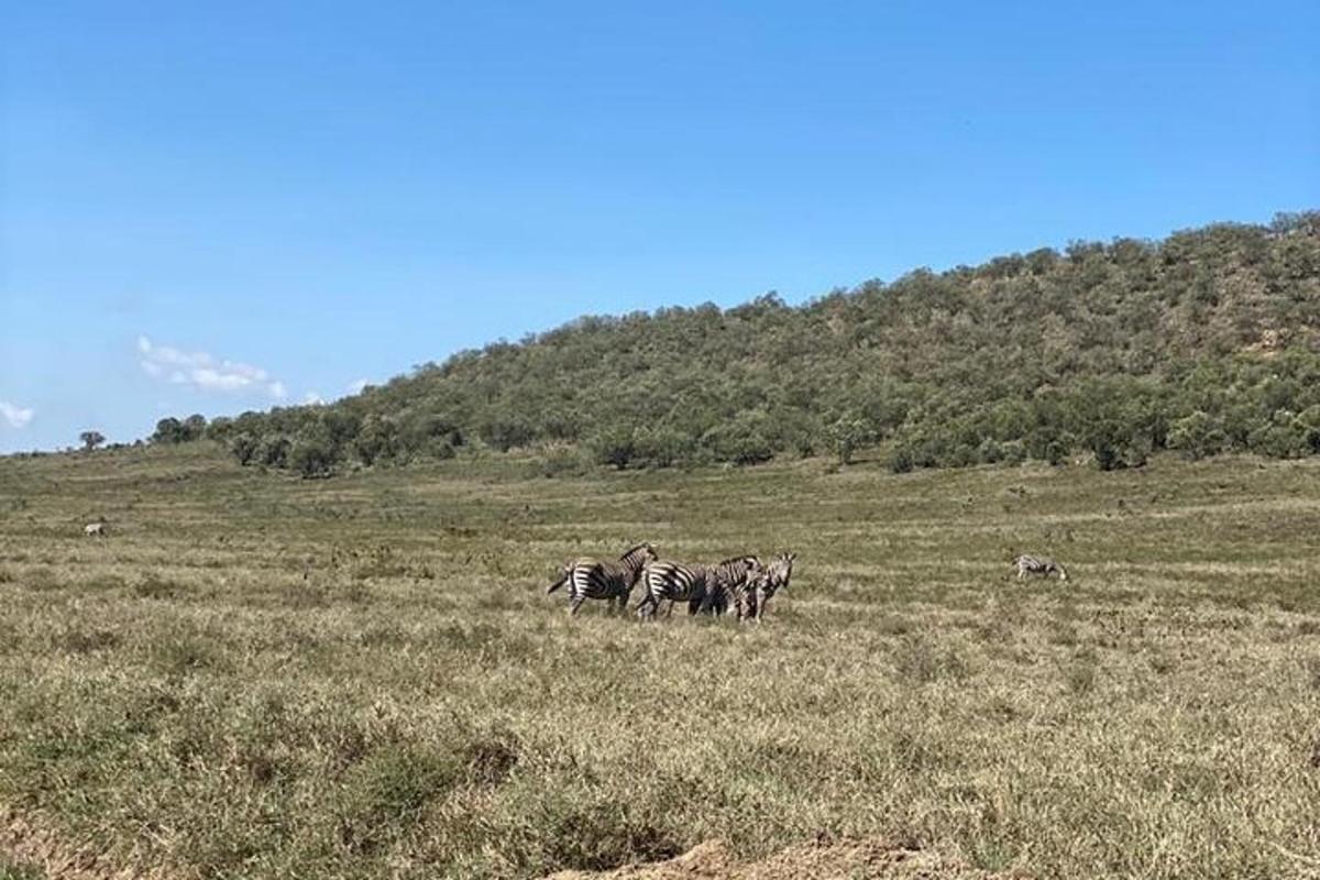 un grupo de cebras de pie en un campo