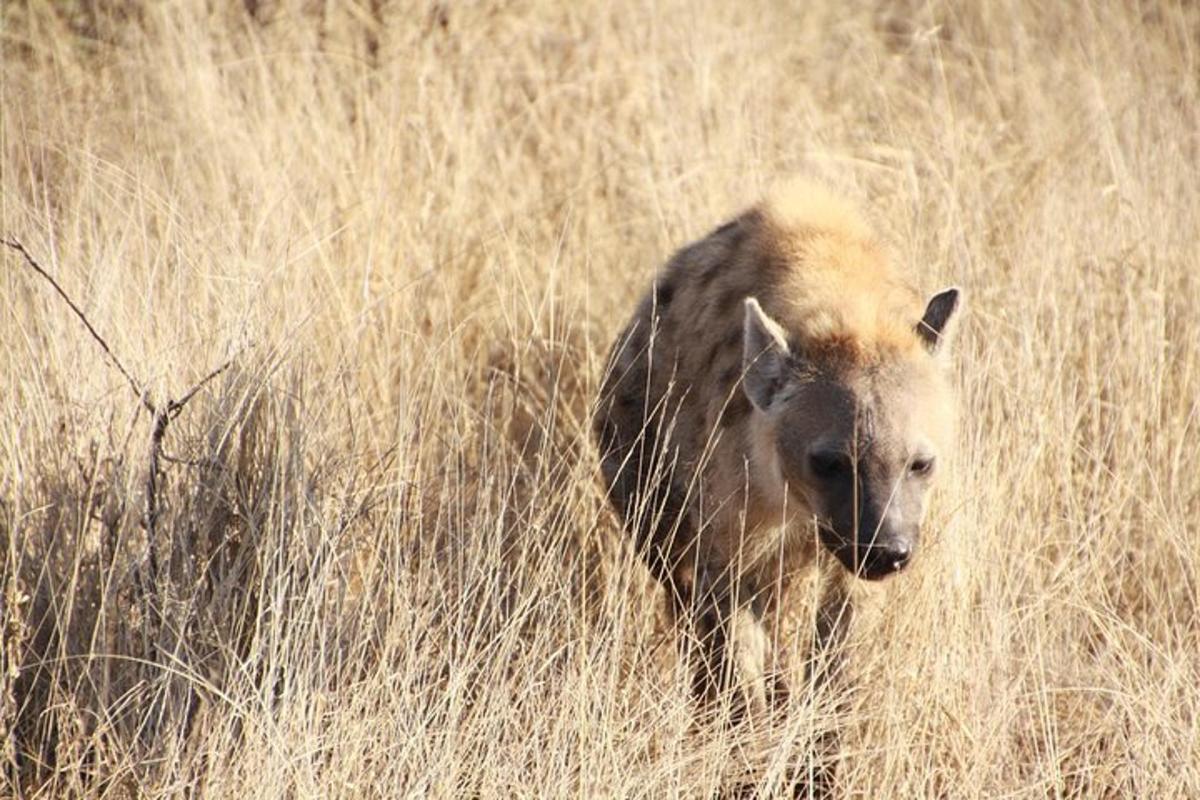 hyena procházející se polem vysoké trávy