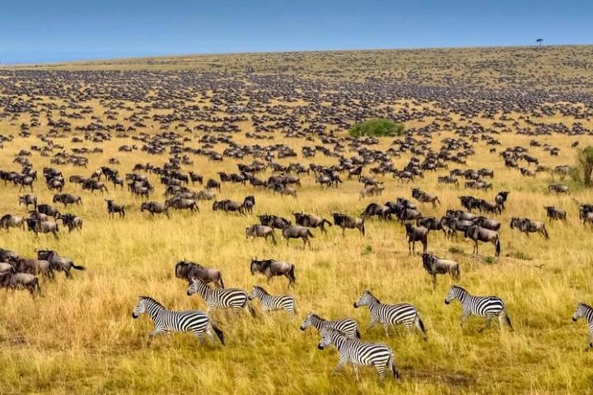 uma manada de zebras e outros animais em um campo
