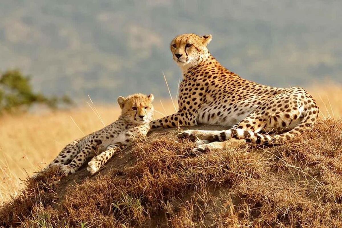 duas chitas sentadas em cima de uma pilha de grama