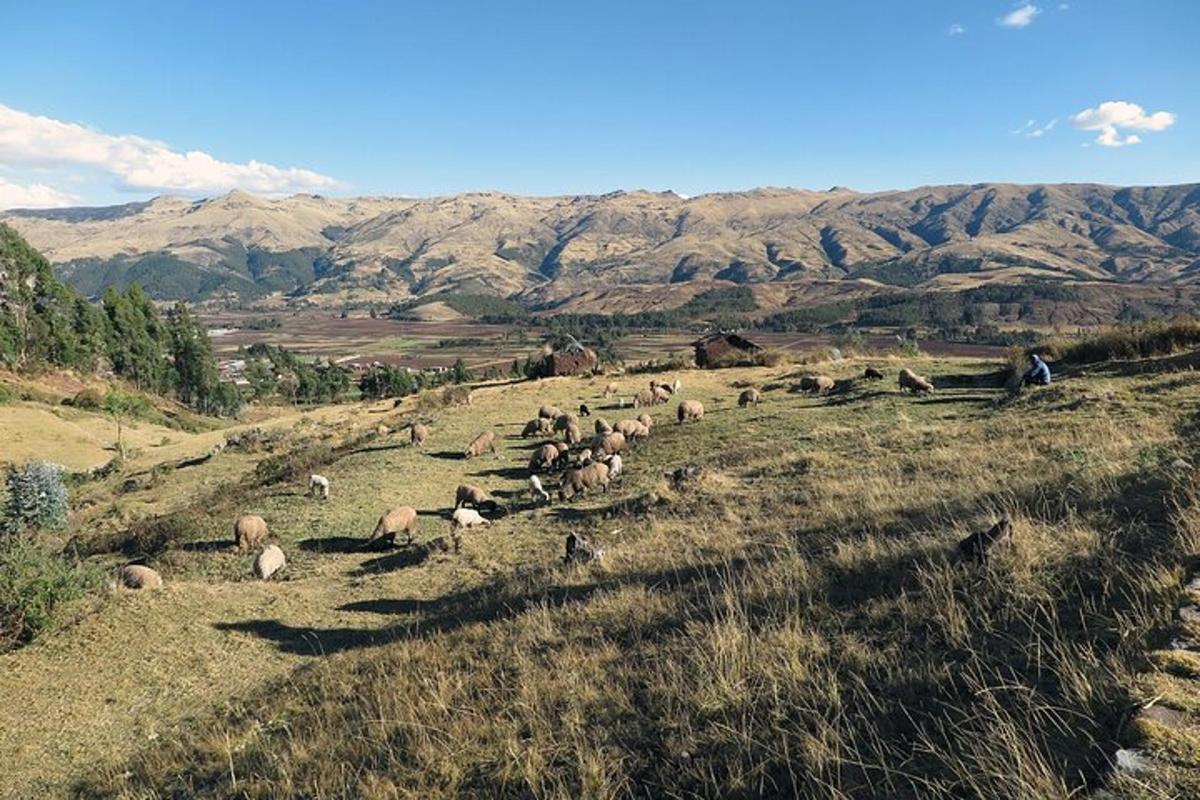 un gregge di pecore al pascolo su una collina erbosa